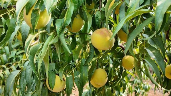 日斗-优配 枝江伢们，“金果果”熟哒！