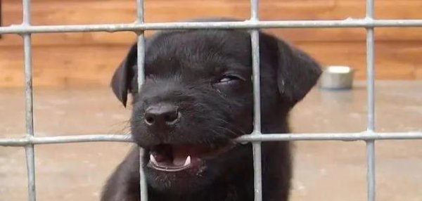 巨人配资 狗狗乱咬家具还爱叫？三招教你治“熊孩子”！中招没？